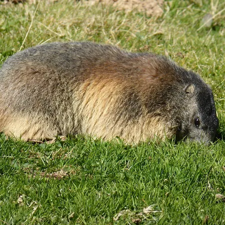 Les Berges Du Gave D'azun * Argelès-Gazost