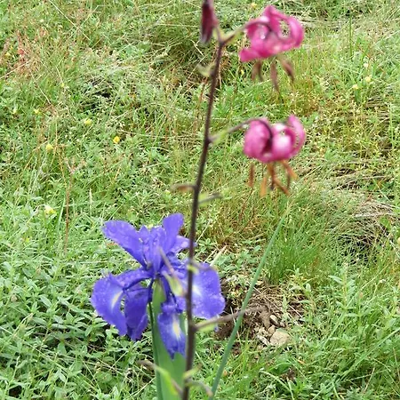 Les Berges Du Gave D'azun * Argelès-Gazost