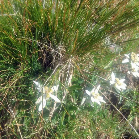 Les Berges Du Gave D'azun Appartement Argelès-Gazost