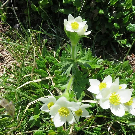 Les Berges Du Gave D'azun Apartamento Argelès-Gazost