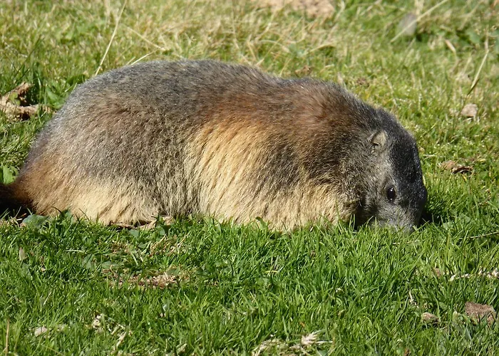 Les Berges Du Gave D'azun * Argelès-Gazost
