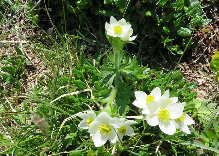 Les Berges Du Gave D'azun Apartamento Argelès-Gazost