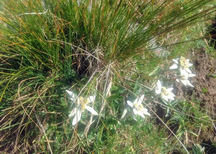 Les Berges Du Gave D'azun Apartamento Argelès-Gazost